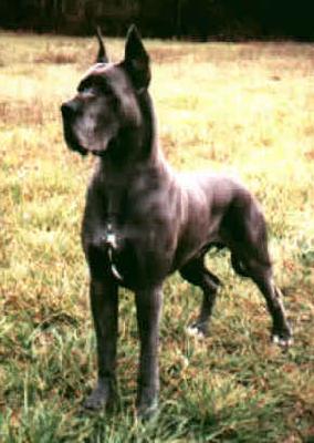 Ch Saphyr De L�orangerie Des Perles Rares