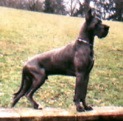 Ch Saphyr De L�orangerie Des Perles Rares