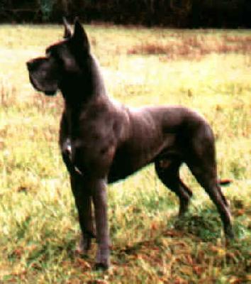 Ch Saphyr De L�orangerie Des Perles Rares