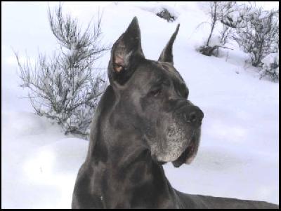 Ch Saphyr De L�orangerie Des Perles Rares