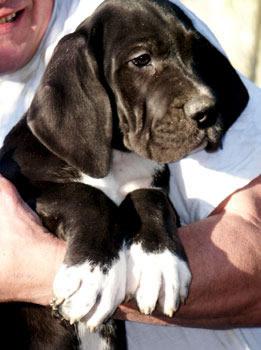 U.roy Des Terres De La Rairie