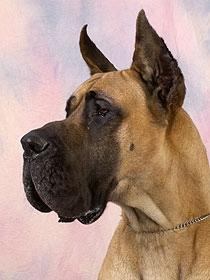 Ch Spad Du Domaine De Sultan