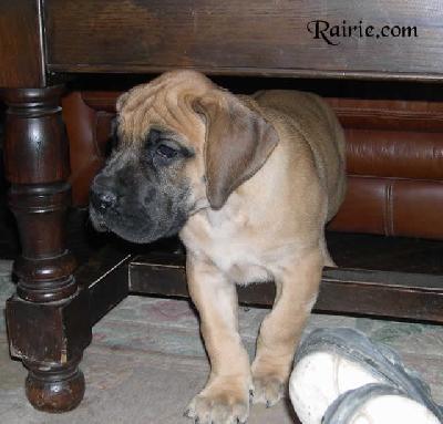 Unic Massoud Des Terres De La Rairie