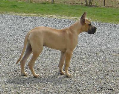 Ukai Des Terres De La Rairie