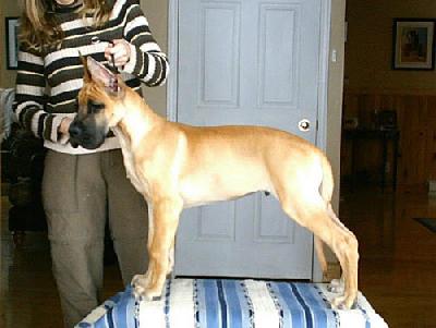 Urus Des Terres De La Rairie