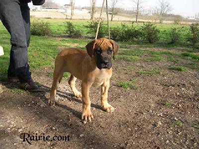 Ulilou Des Terres De La Rairie