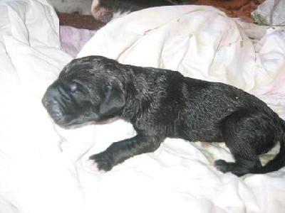 Lord Duncen Bocca D�tigre