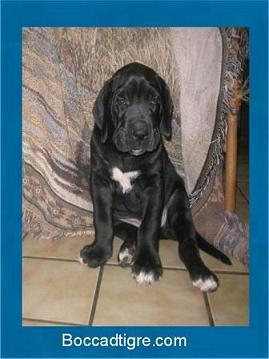 Lord Duncen Bocca D�tigre