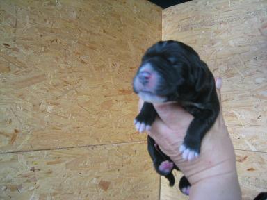 Luzie Bocca D�tigre