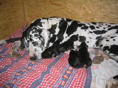 Luzie Bocca D�tigre