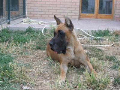 Ch Bella Y Bestia De Vinazas