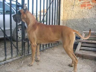 Ch Bella Y Bestia De Vinazas