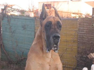 Ch Bella Y Bestia De Vinazas