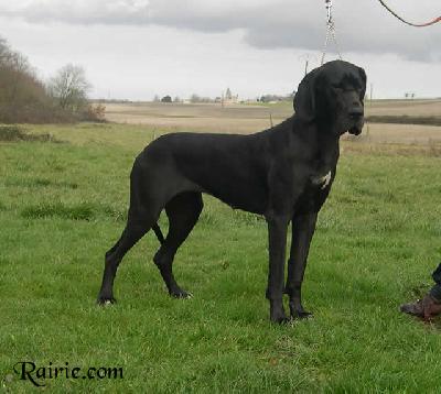 Tamara De La Templerie