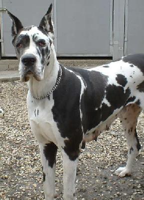 Pamela Des Terres De La Rairie