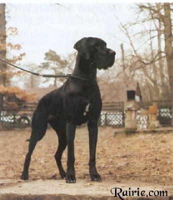 Pebbles Von Der Burg Diana