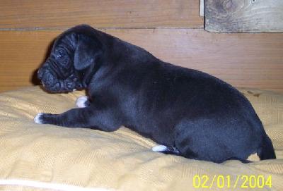 Iley Vom W�chterberg