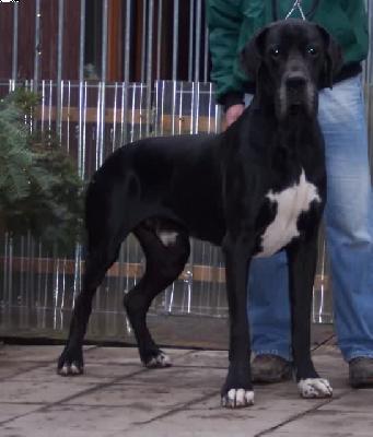 Igor Vom W�chterberg