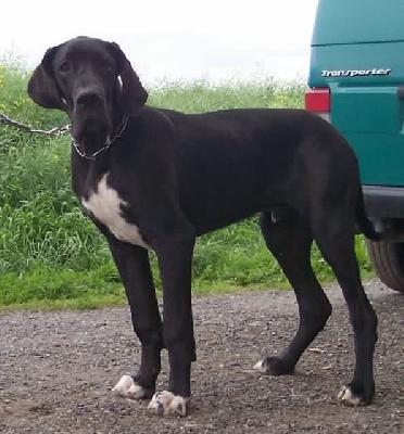 Igor Vom W�chterberg