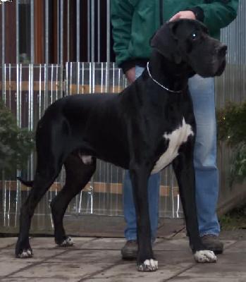 Igor Vom W�chterberg