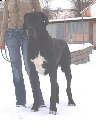 Igor Vom W�chterberg