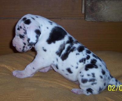 Isadora Vom W�chterberg