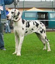 Isadora Vom W�chterberg