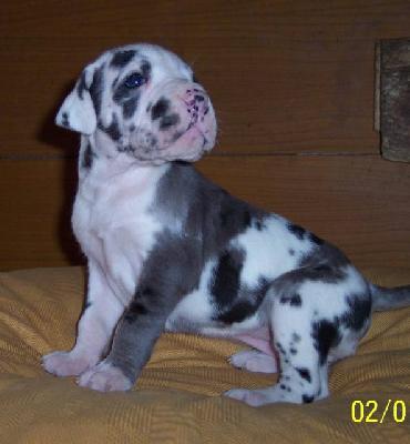 Icequeen Vom Wchterberg