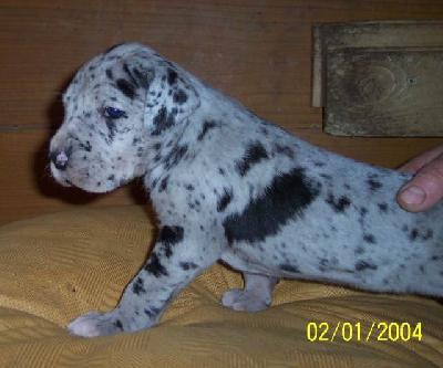 Isis Vom W�chterberg