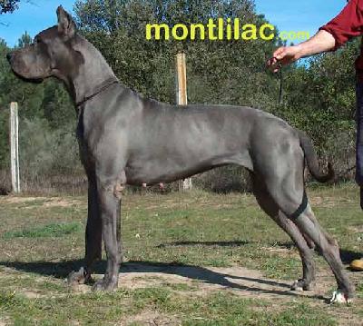 Bazuca K. De Mont Lilac