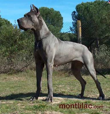 Bazuca K. De Mont Lilac