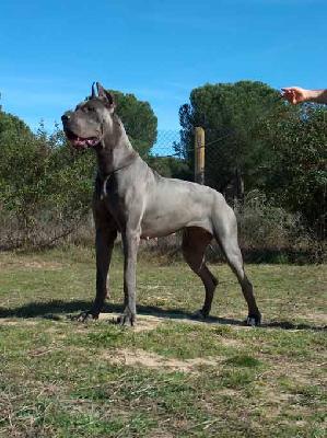 Bazuca K. De Mont Lilac