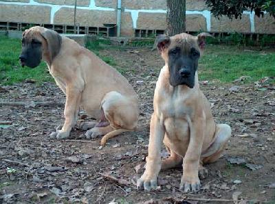 Ast�rix De Mont Lilac