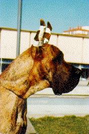 Nestor-vorkosigan De Aldama