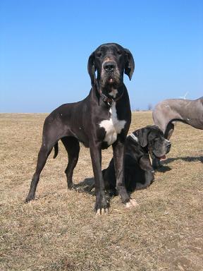 Moya Bocca D�tigre