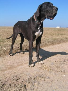 Moya Bocca D�tigre