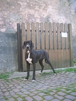 Moya Bocca D�tigre