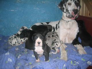 Moonlight Bocca Dtigre