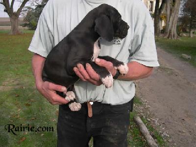 Ulhan Des Terres De La Rairie