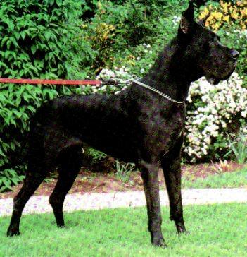 Derwisch Canis Canum