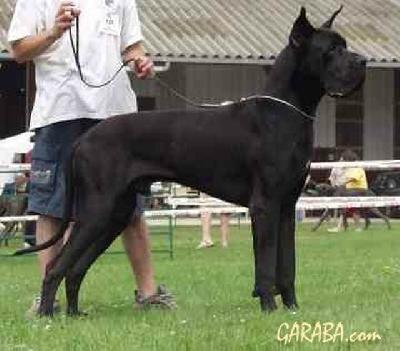 Shamaco De La Benjamine