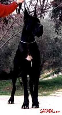 Leiria De La Benjamine