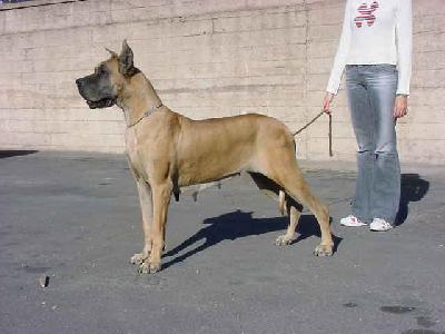 Karenina De Los Aguilares