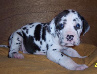 Jason Vom W�chterberg