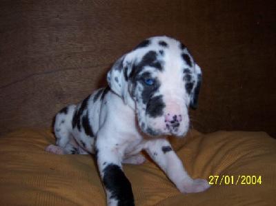 Jardina Vom W�chterberg