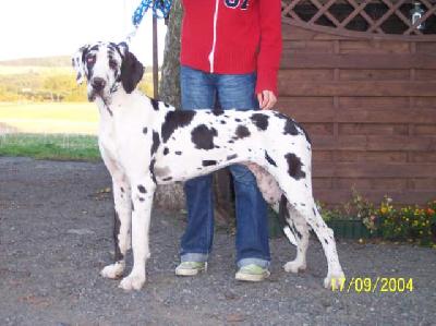 Jardina Vom Wchterberg