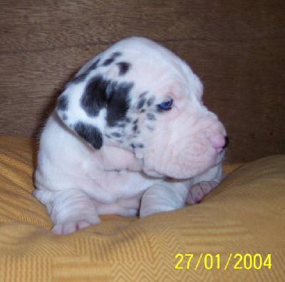 Joy Vom W�chterberg