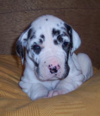 Jethro Tull Vom W�chterberg