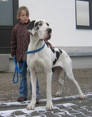 Josie Vom W�chterberg