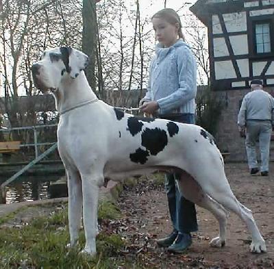 Josie Vom W�chterberg